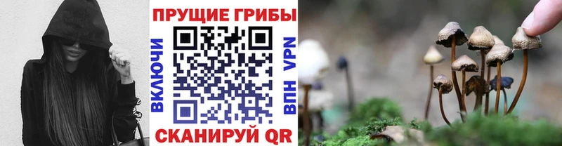 Купить  Апшеронск  Псилоцибиновые грибы Psilocybe 